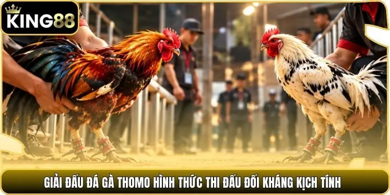 Giải đấu đá gà Thomo hình thức thi đấu đối kháng kịch tính