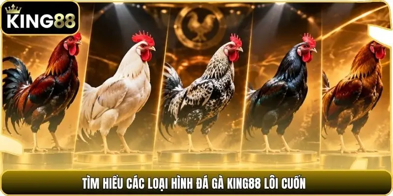 Tìm hiểu các loại hình đá gà king88 lôi cuốn