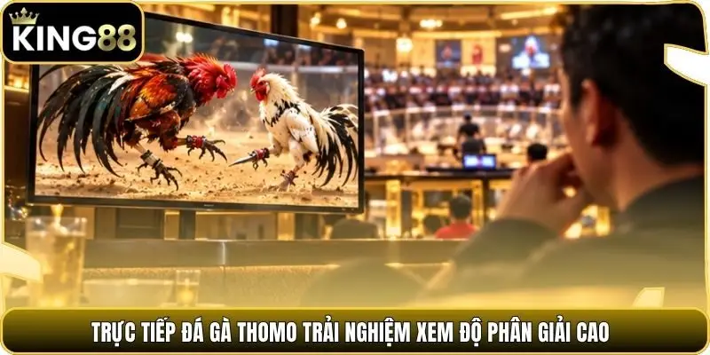 Trực tiếp đá gà Thomo trải nghiệm xem độ phân giải cao